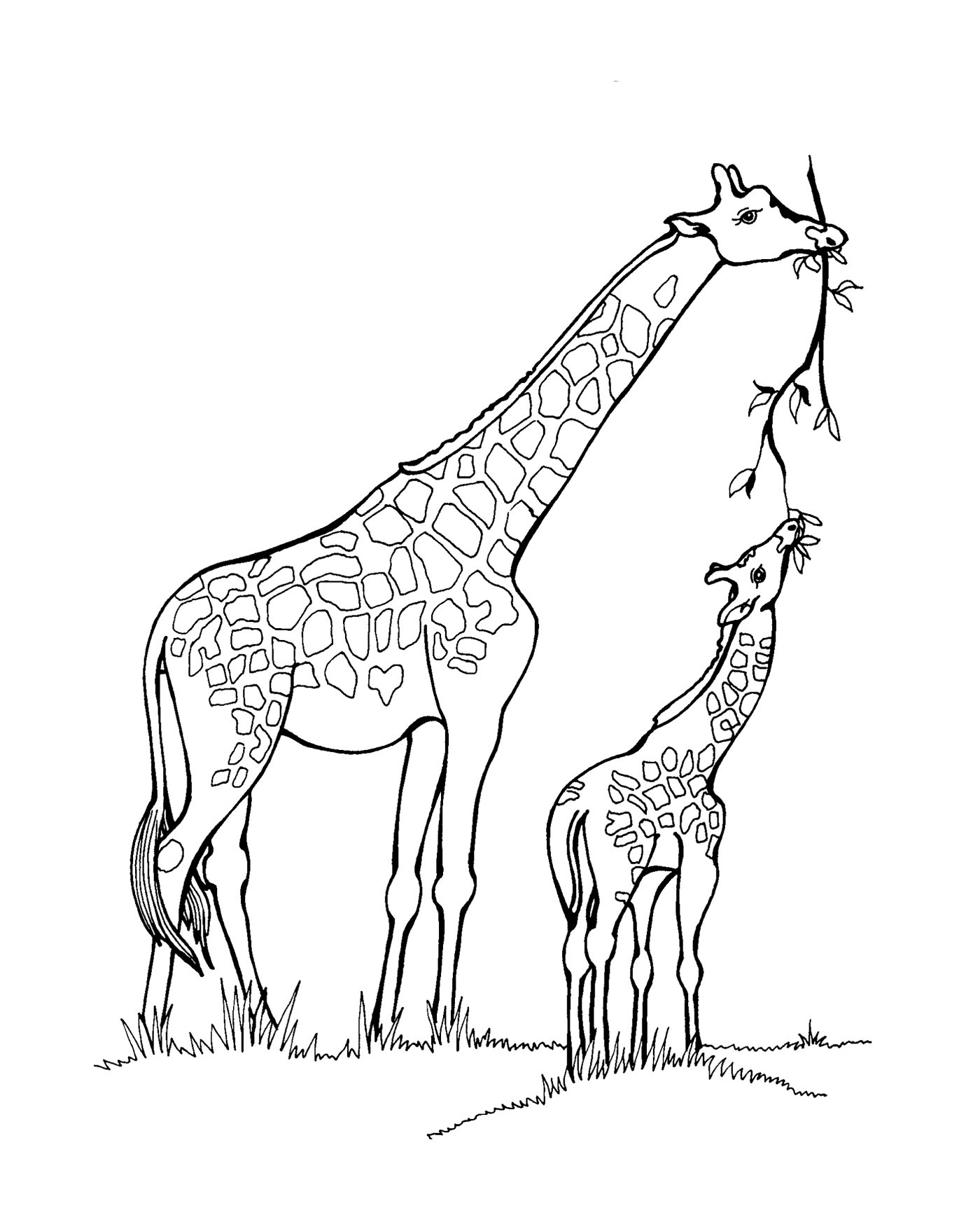 Раскраска Дикие животные Жираф