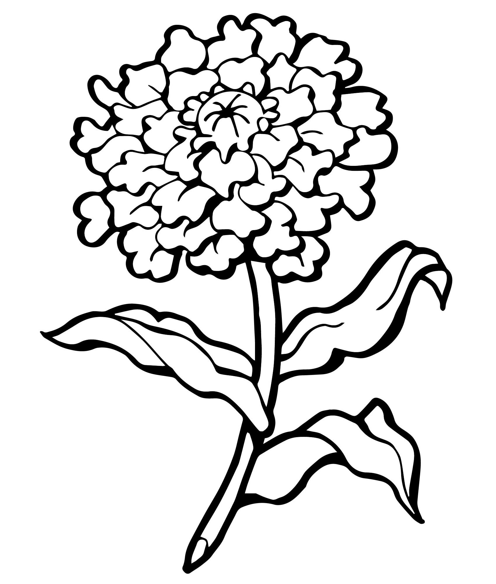 Раскраска бархатцы цветок
