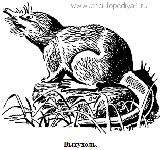 Выхухоль рисунок черно белый