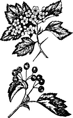 Боярышник кроваво-красный рисунок