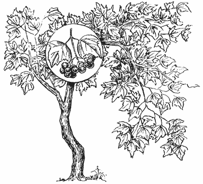 Калина обыкновенная Фармакогнозия