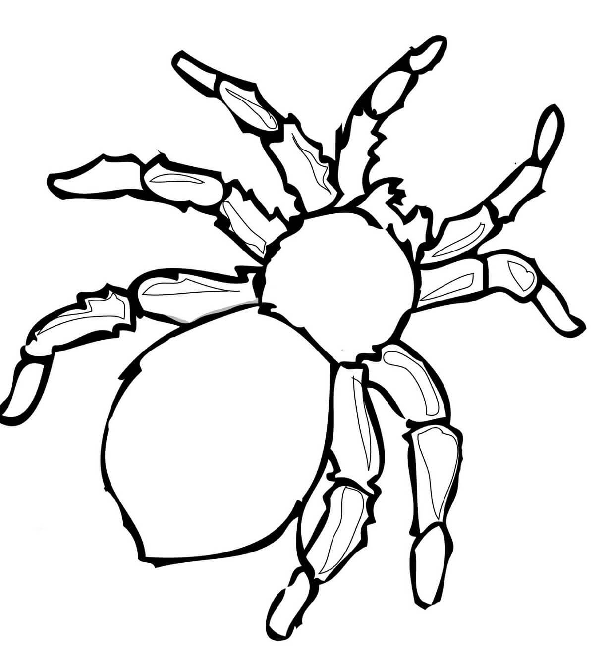 Раскраски пауки птицееды и тарантулы