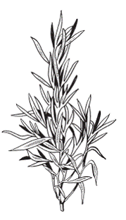 Полынь раскраска для детей