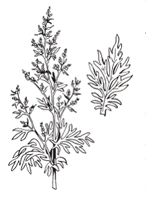 Полынь обыкновенная плод