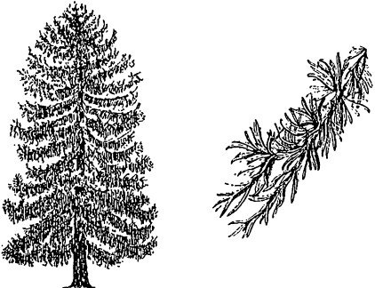 Лиственница для раскрашивания
