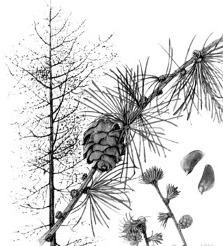 Лиственница Ольгинская контур