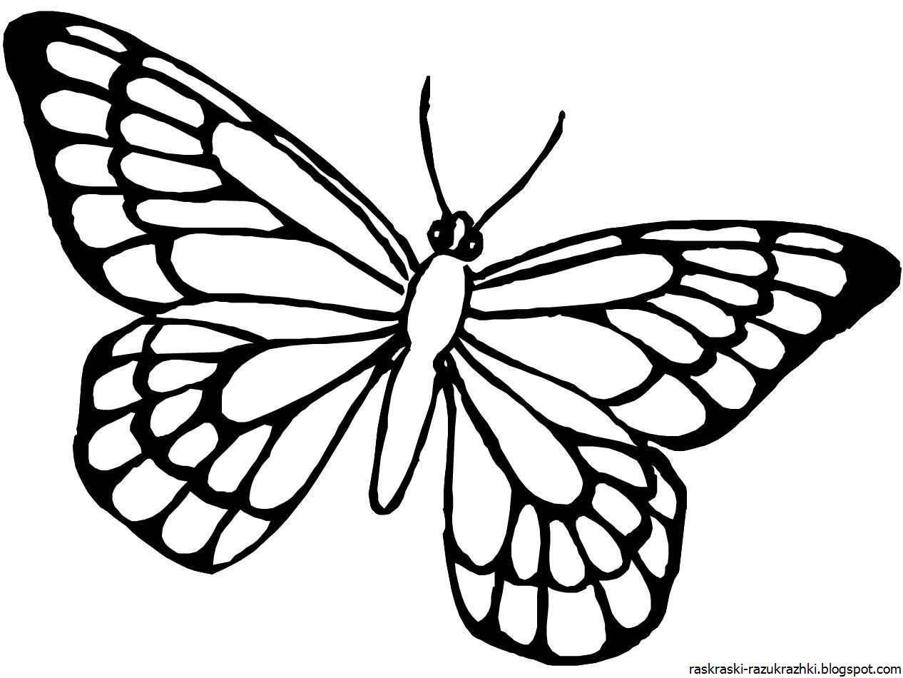 Раскраска "бабочки". Бабочка раскраска для детей. Бабочка рисунок. Картинки для раскрашивания бабочки.