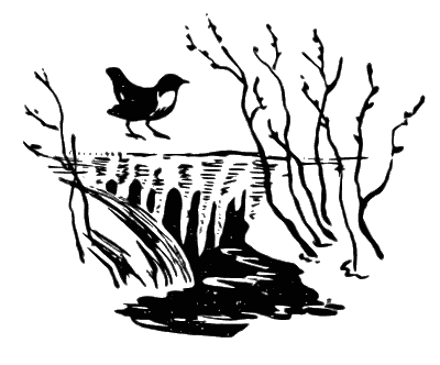 Оляпка картинка для детей