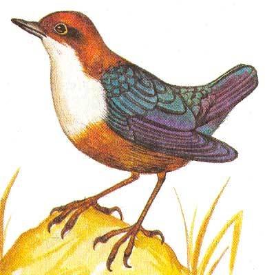 Оляпка раскраска