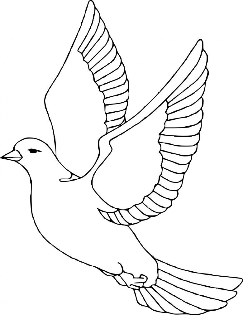 Как нарисовать голубь для 9 мая - 97 фото