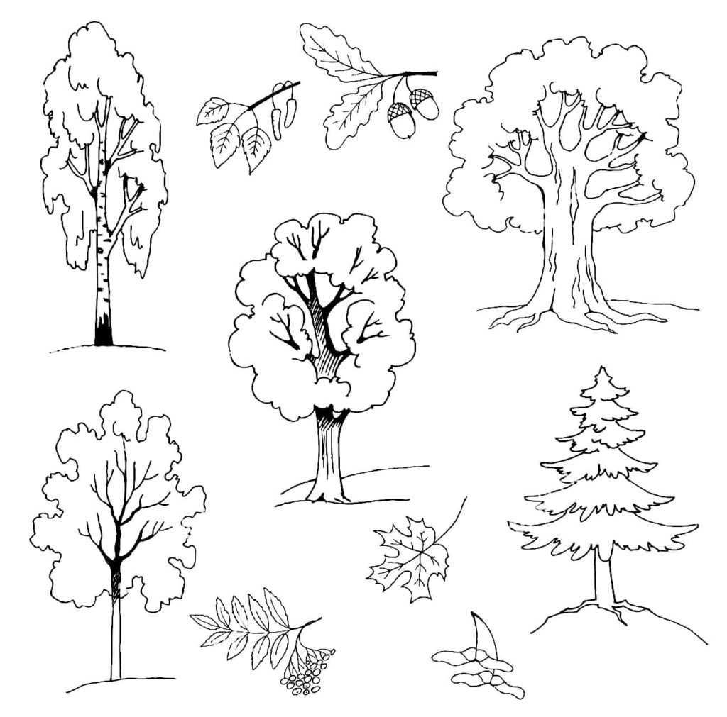 Хвойные и лиственные деревья задания для детей
