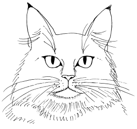 Кот Мейн кун