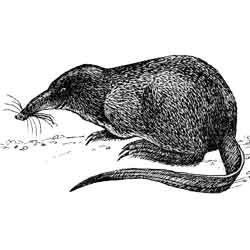 Выхухоль раскраска