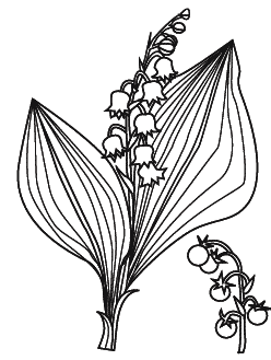 Ландыш Майский печатать