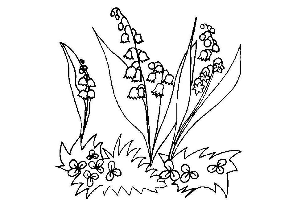 Луговые растения нарисовать