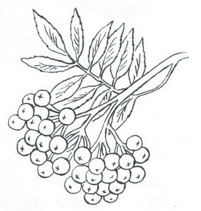 Гроздь рябины раскраска для детей