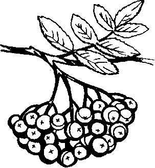 Гроздь рябины раскраска для детей