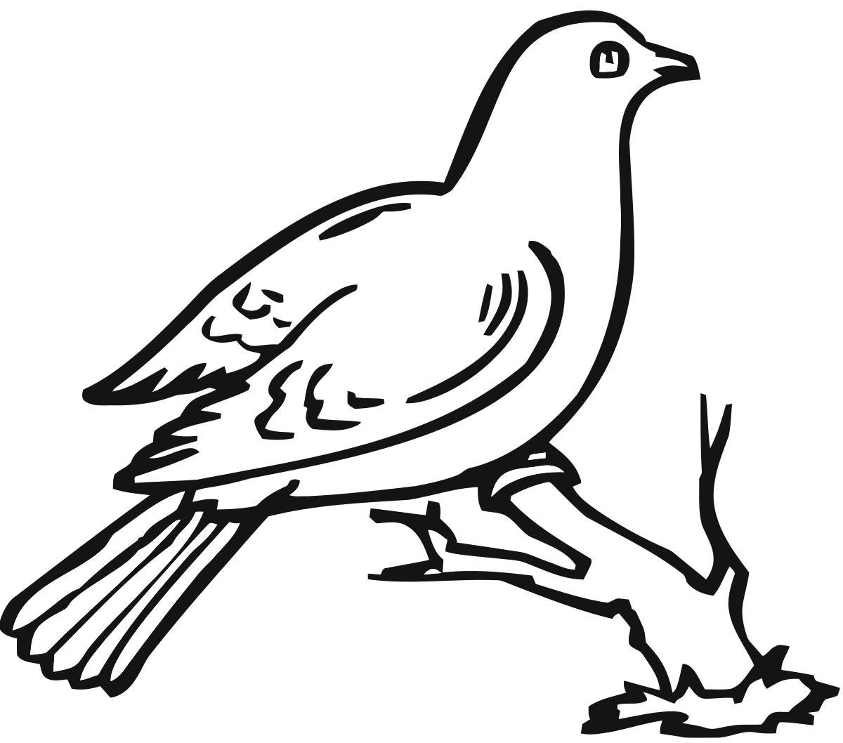 Птичка контурный рисунок