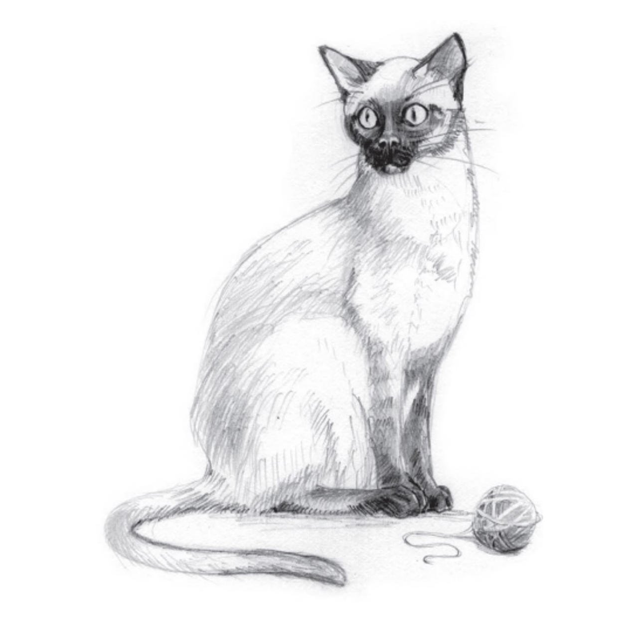 Сиамская кошка карандашом