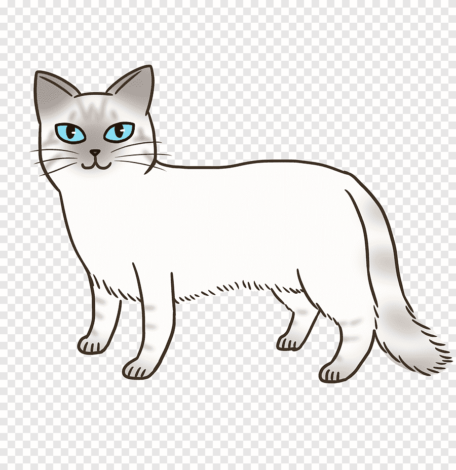 Балинезийская кошка полосатая