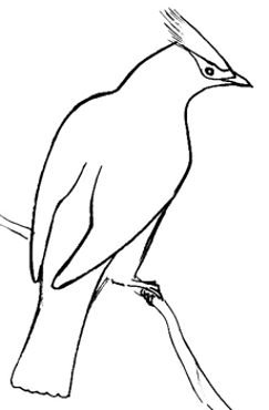 Свиристель раскраска