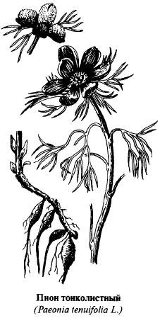 Пион тонколистный рисунок раскраска (47 фото)