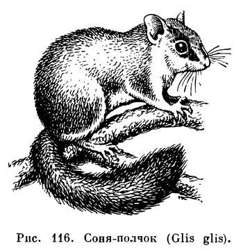 Мышь раскраска для детей