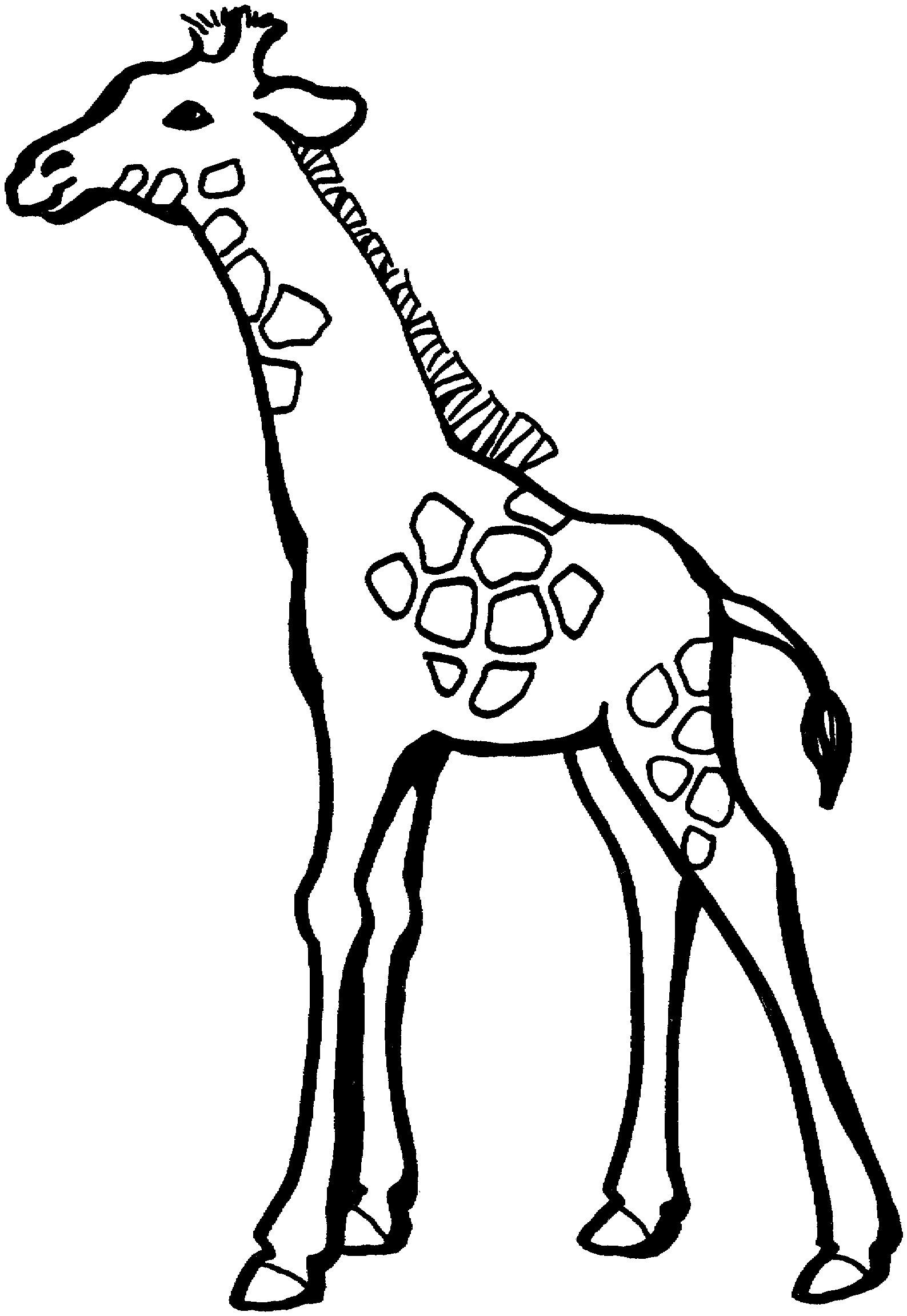 Жираф рисунок