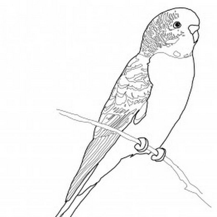 Волнистый попугай раскраска
