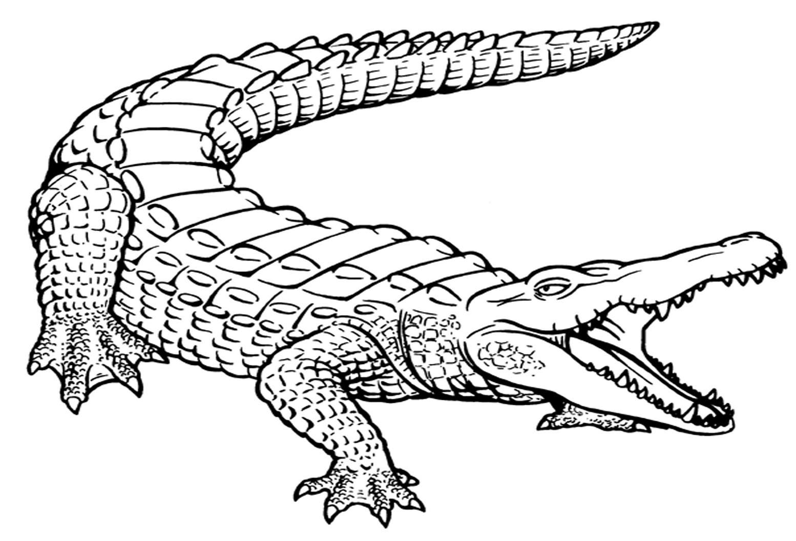 Раскраска крокодил гавиал