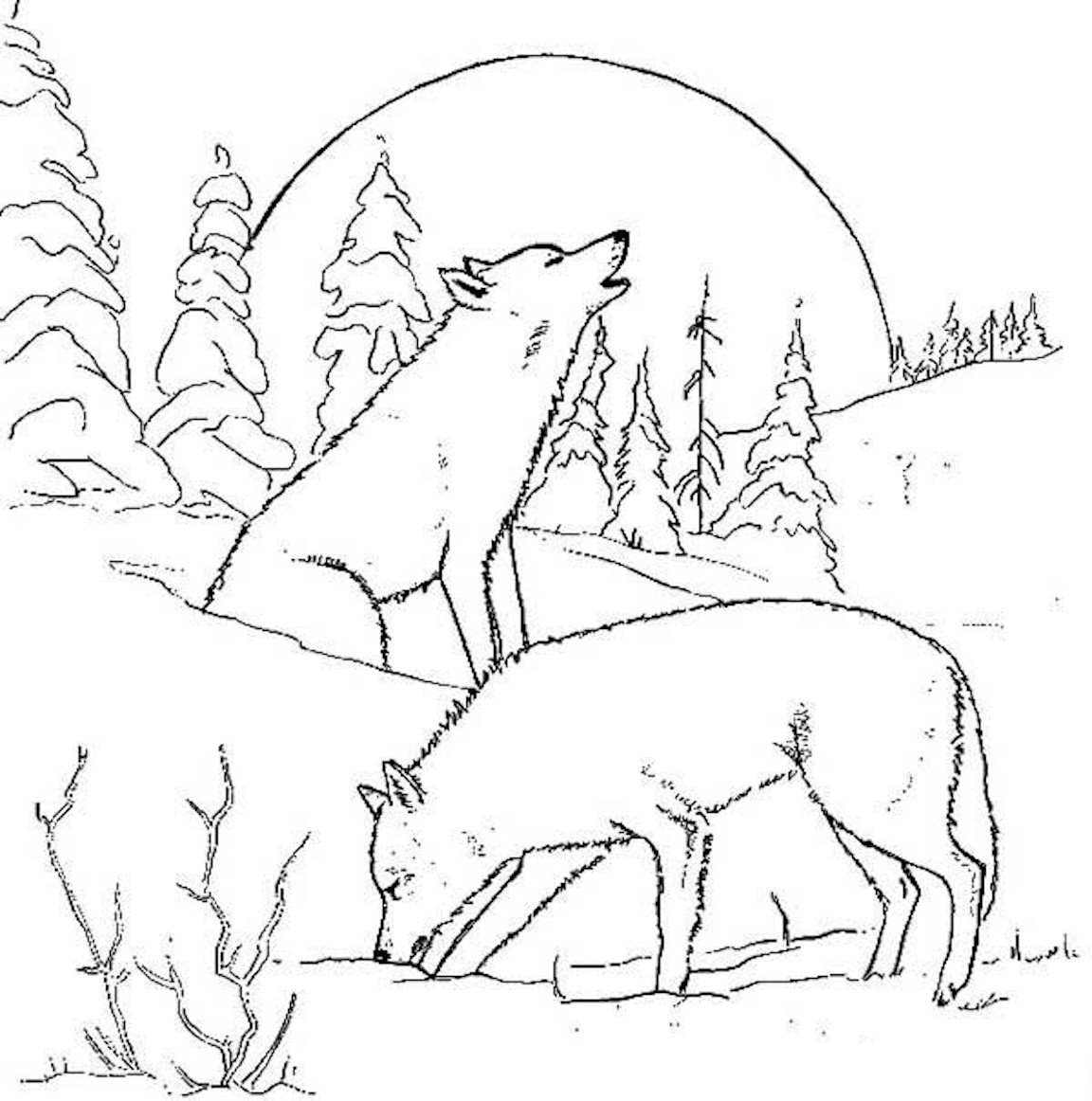 Волк в лесу раскраска для детей