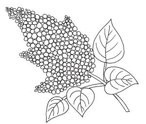 Раскраска гортензия цветок