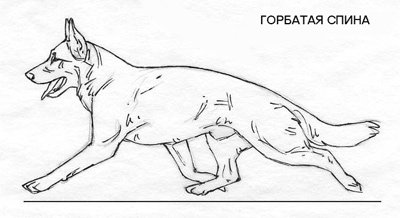 Раскраска немецкой овчарки рисунки (42 фото)