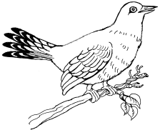 Соловей раскраска для детей