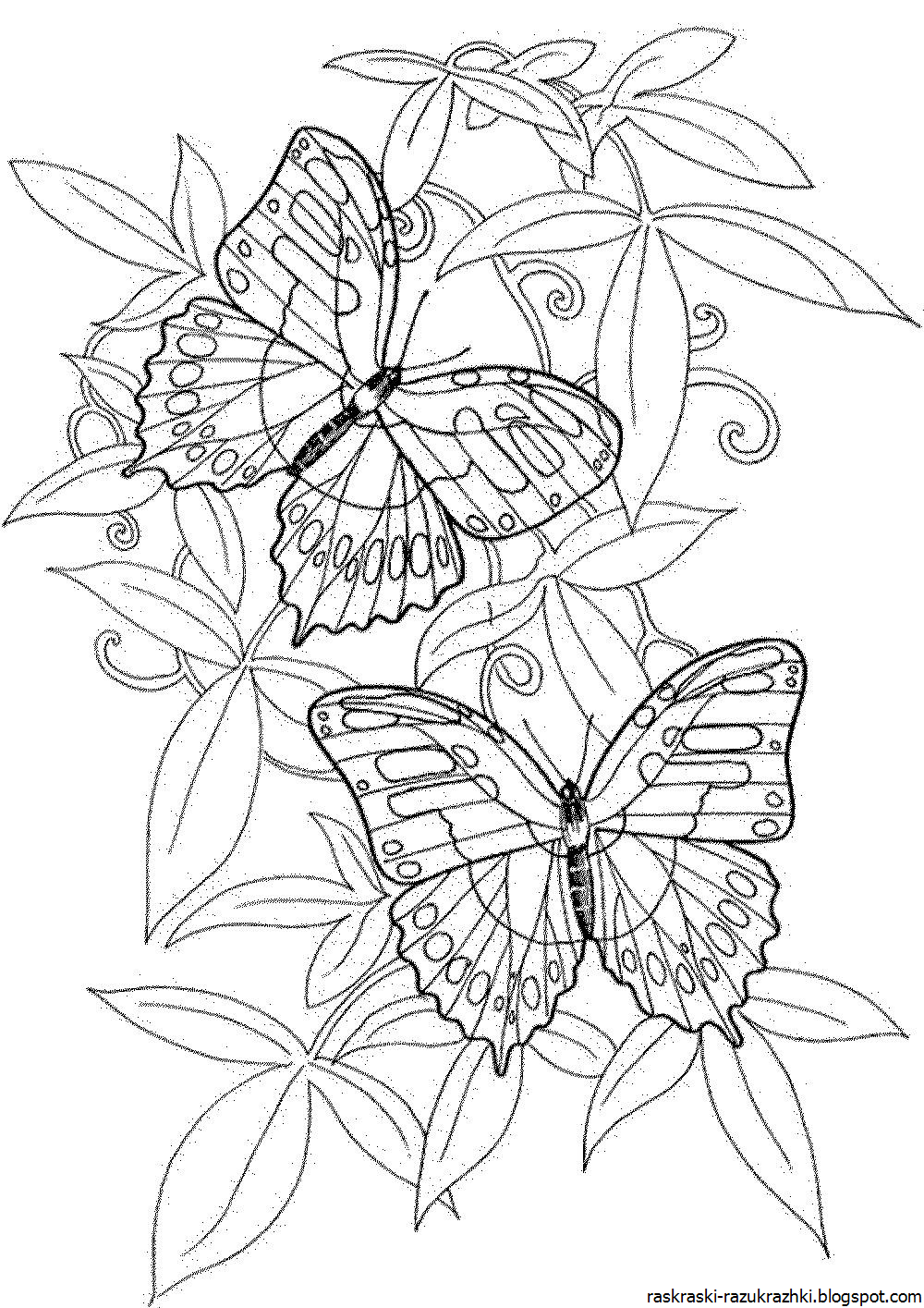 Раскраска "бабочки". Цветы и бабочки. Раскраска. Рисунок бабочки для раскрашивания. Раскраски бабочки красивые.