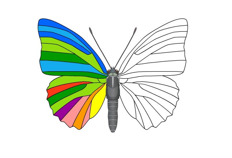 Кратко разноцветная бабочка. Платонов цветная бабочка. Бабочка раскраска для детей. Бабочка раскраска для малышей.