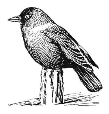 Ворона раскраска