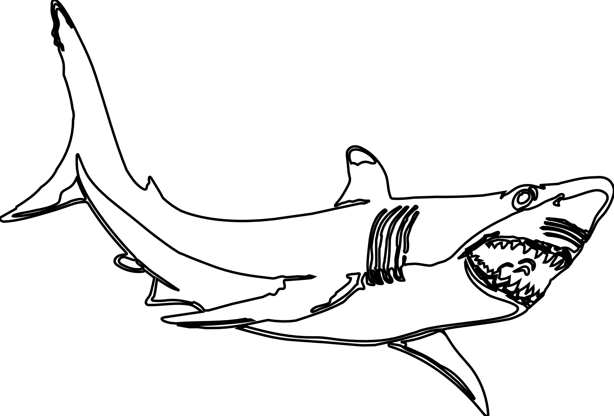 Раскраски акула. Раскраска акула МЕГАЛОДОН. Акула молот МЕГАЛОДОН. Кархародон МЕГАЛОДОН раскраски. Белая акула раскраска.