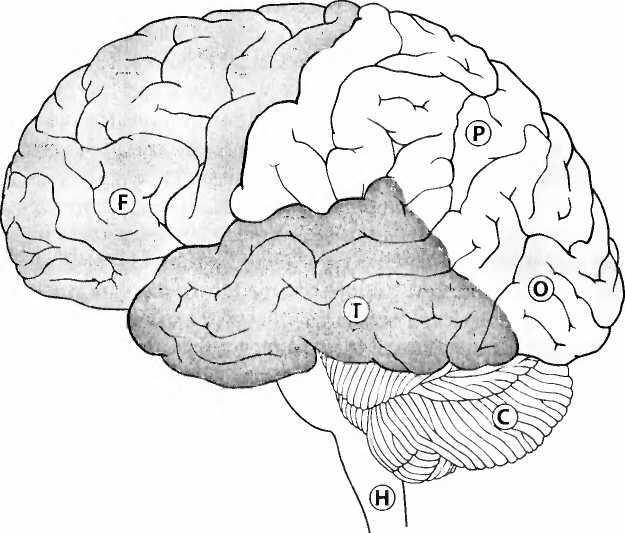 Полушария переднего мозга с зачатками коры. Схема доли больших полушарий мозга. Доли коры больших полушарий без подписей. Строение головного мозга доли коры.