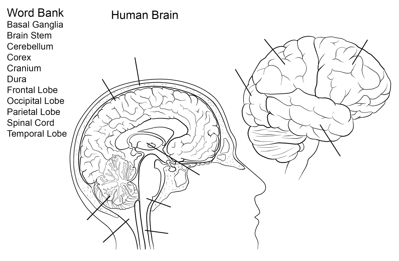 Brain tasks. Анатомия человеческого мозга. Мозг раскраска анатомия. Головной мозг человека рисунок. Раскраска мозг человека для детей.