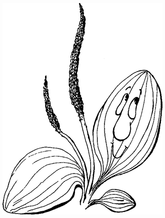 Венчик у подорожника большого