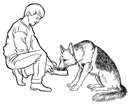 Раскраски с домашними питомцами