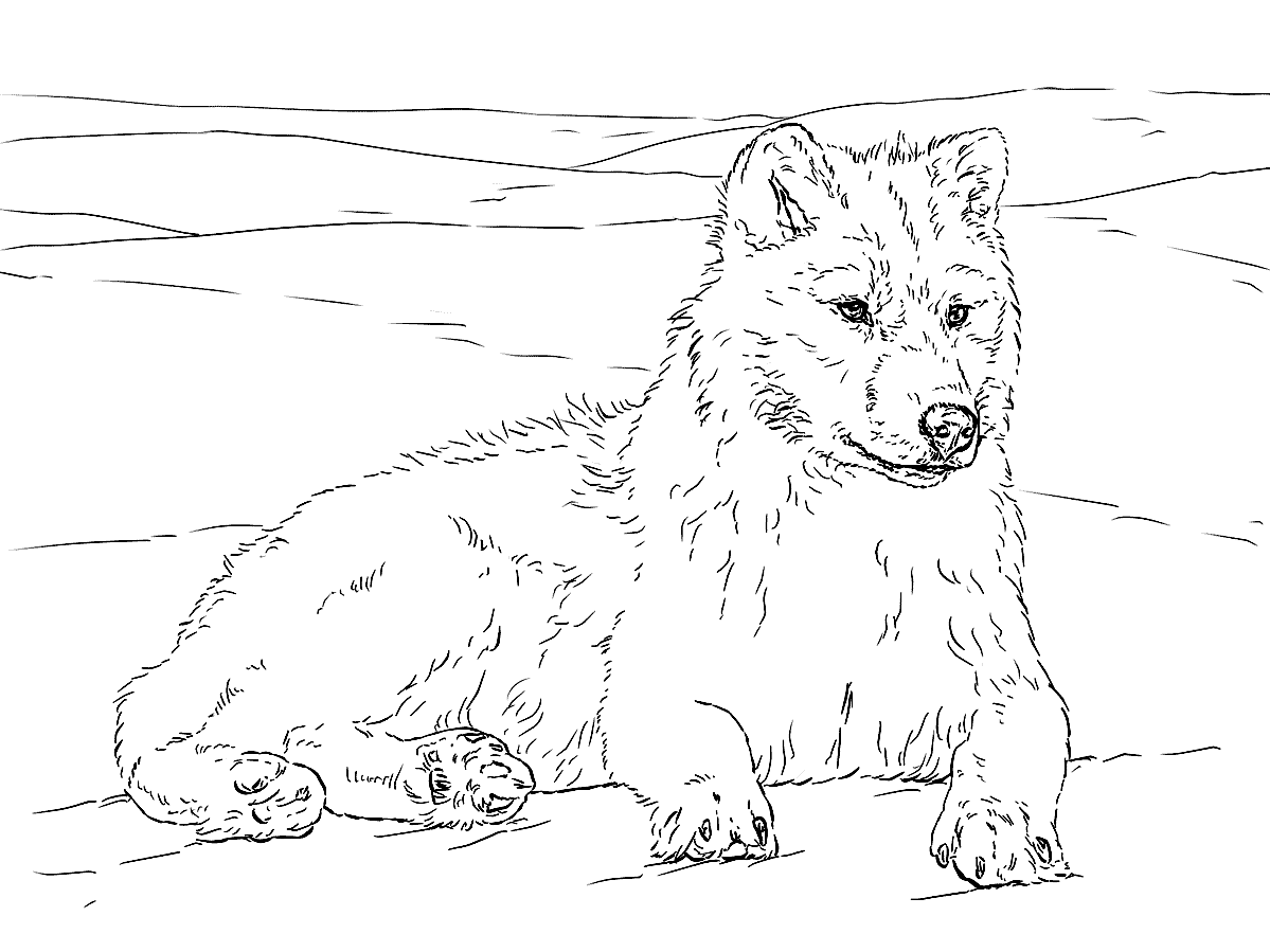 Волк раскраска для детей