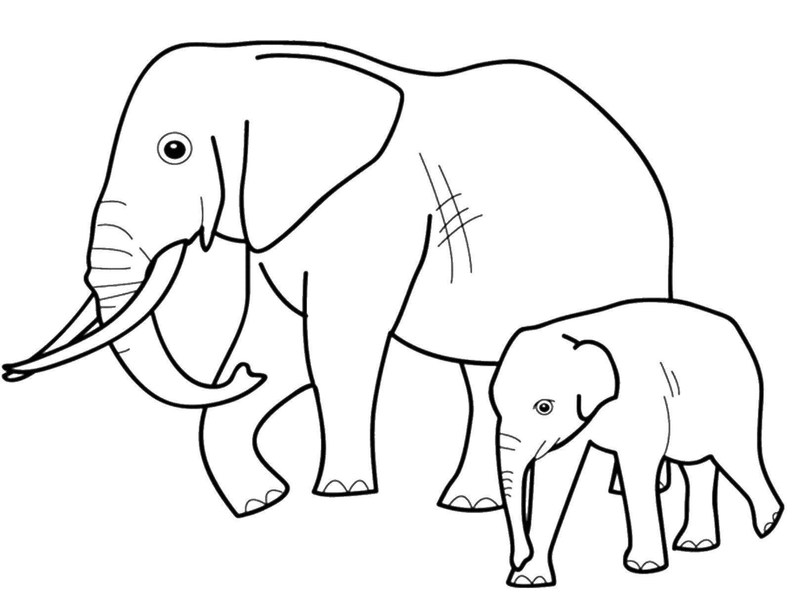 Слоны раскраска для детей