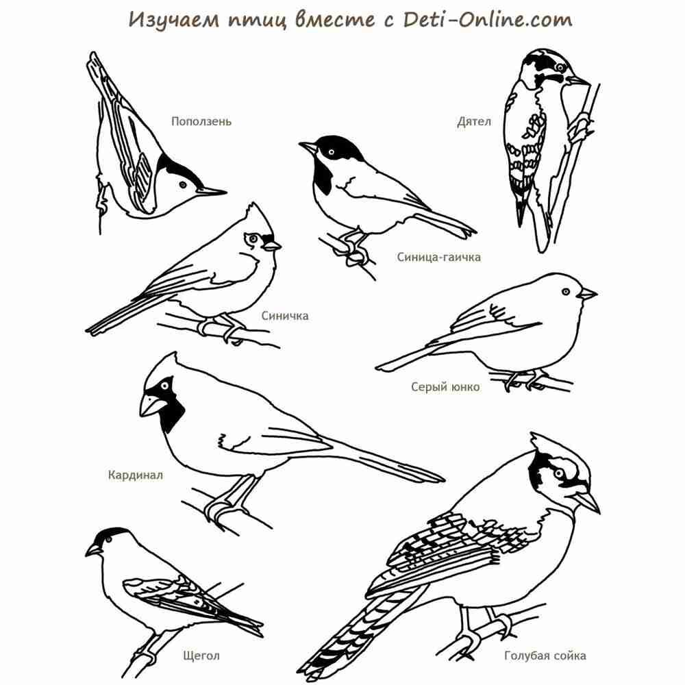 Птицы России зимующие и перелетные птицы раскраски