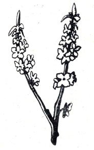 Облепиха крушиновидная рис