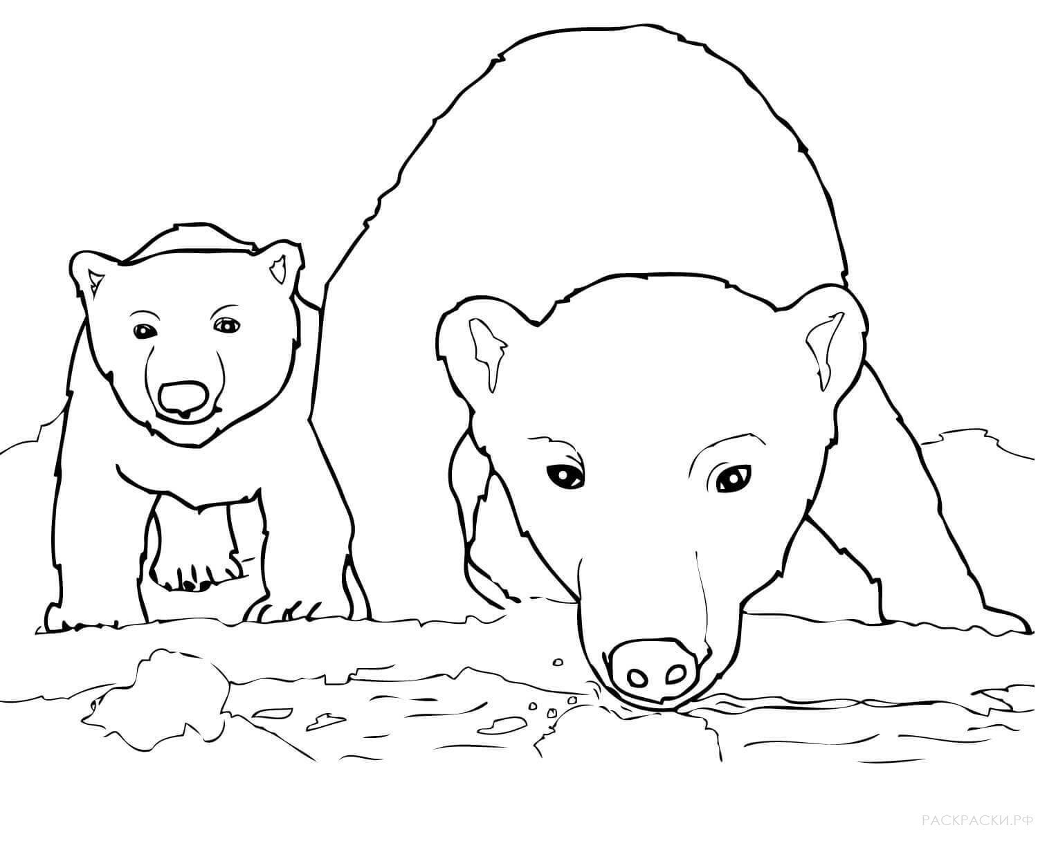 Раскраска белый медведь с медвежонком