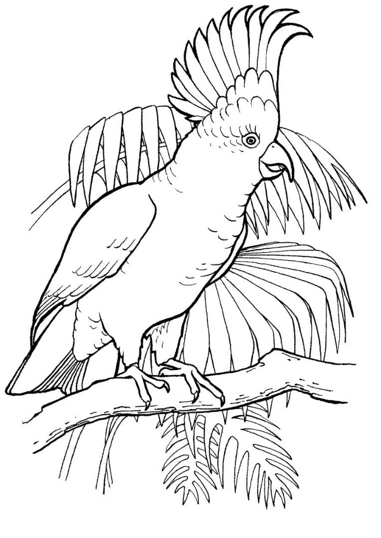 Попугай Какаду контур
