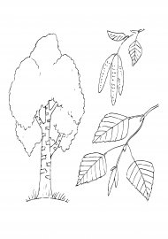 Рисунок березки раскраска (46 фото)