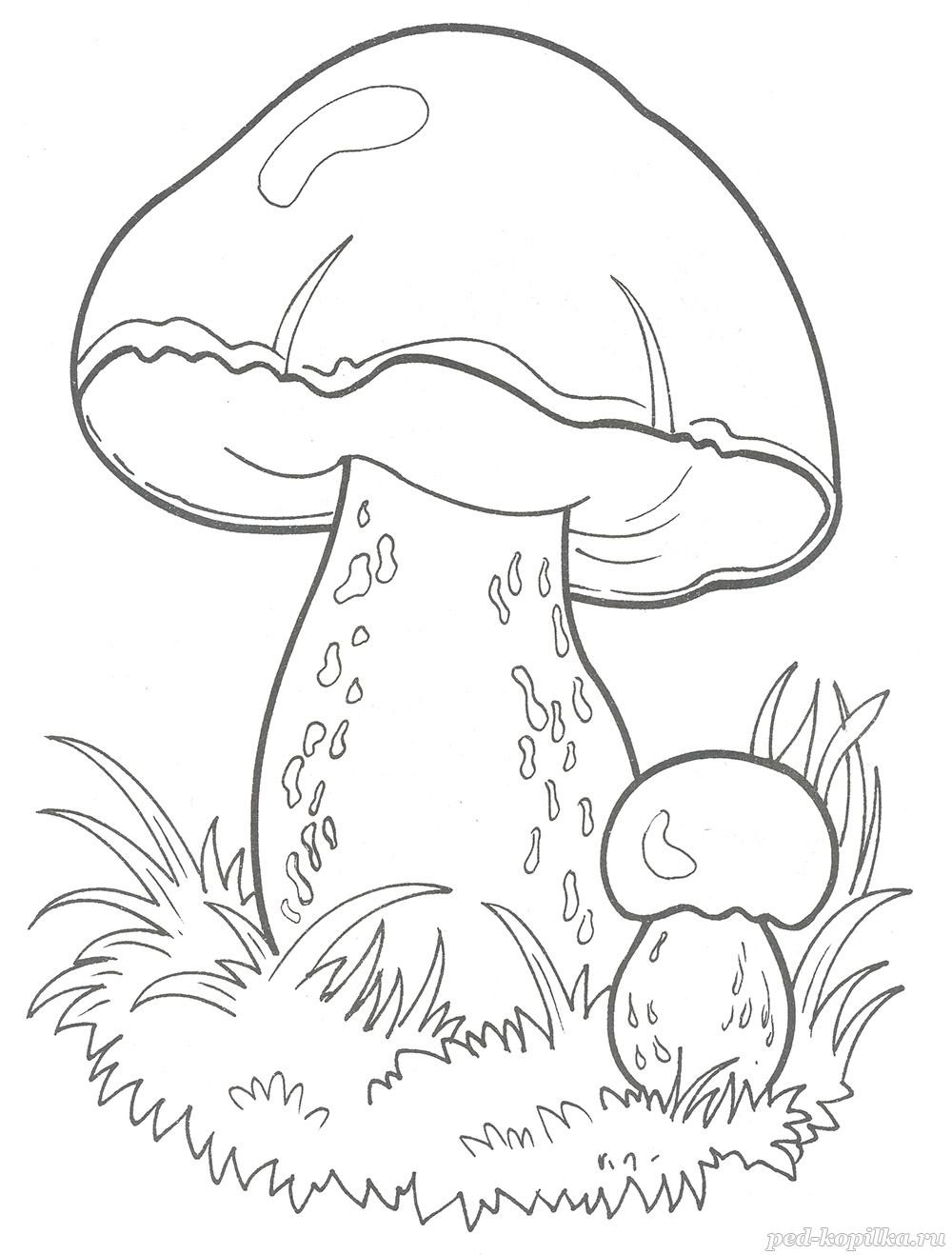 Белый гриб Боровик раскраска
